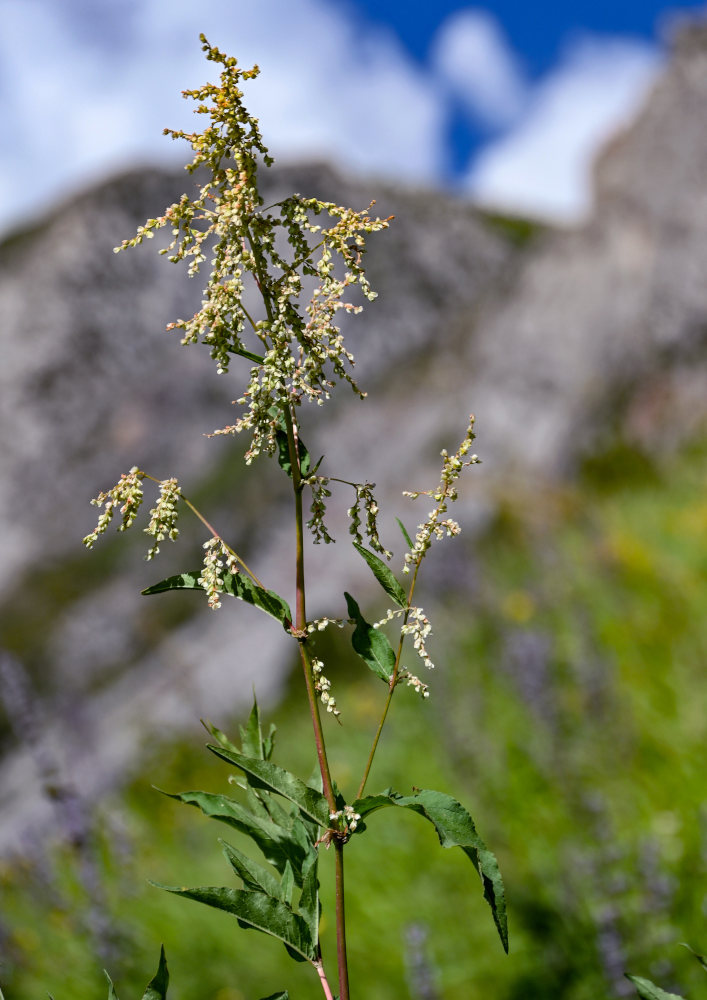 Изображение особи Aconogonon alpinum.