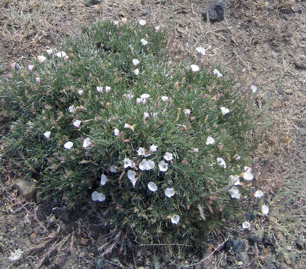 Изображение особи Convolvulus tragacanthoides.