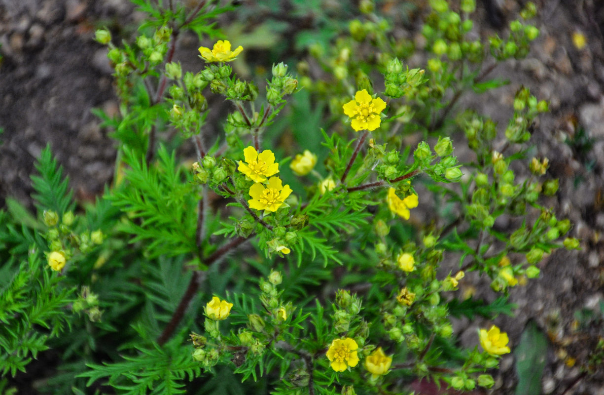 Image of Potentilla chinensis specimen.
