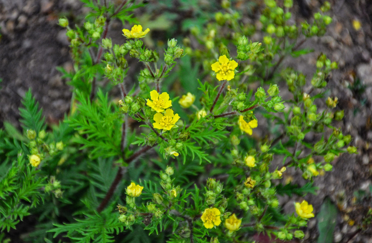 Image of Potentilla chinensis specimen.