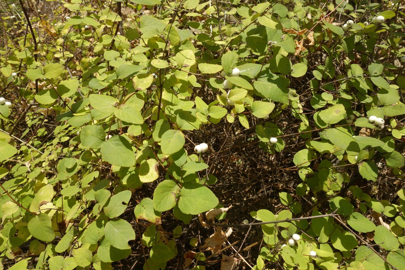 Изображение особи Symphoricarpos albus var. laevigatus.