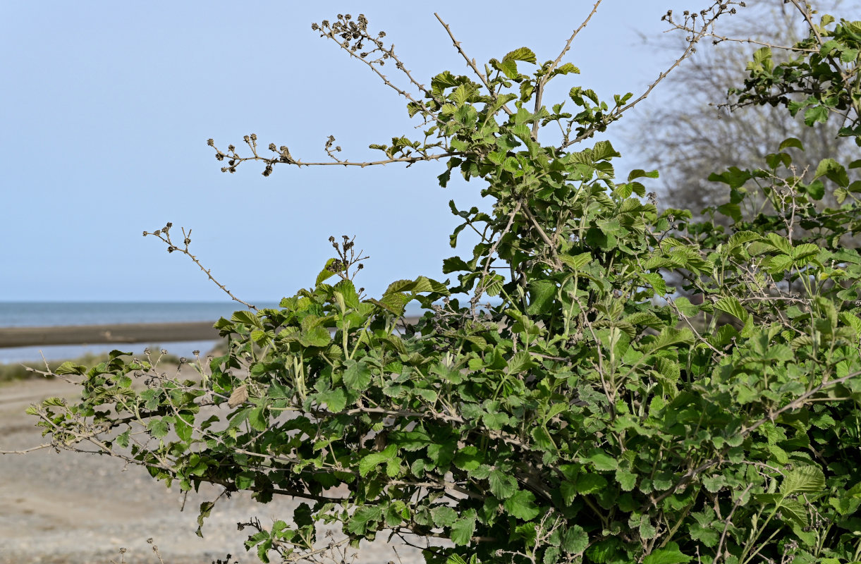 Изображение особи Rubus sanctus.
