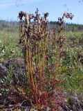 Pedicularis nasuta. Плодоносящее растение с листьями в осенней окраске. Магаданская обл., Ольский р-н, руч. Наледный, закустаренный увлажнённый участок. 19.07.2020.