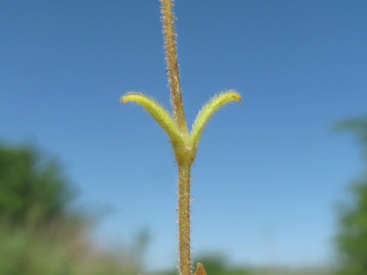 Изображение особи Dichodon viscidum.