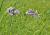 Allium maximowiczii