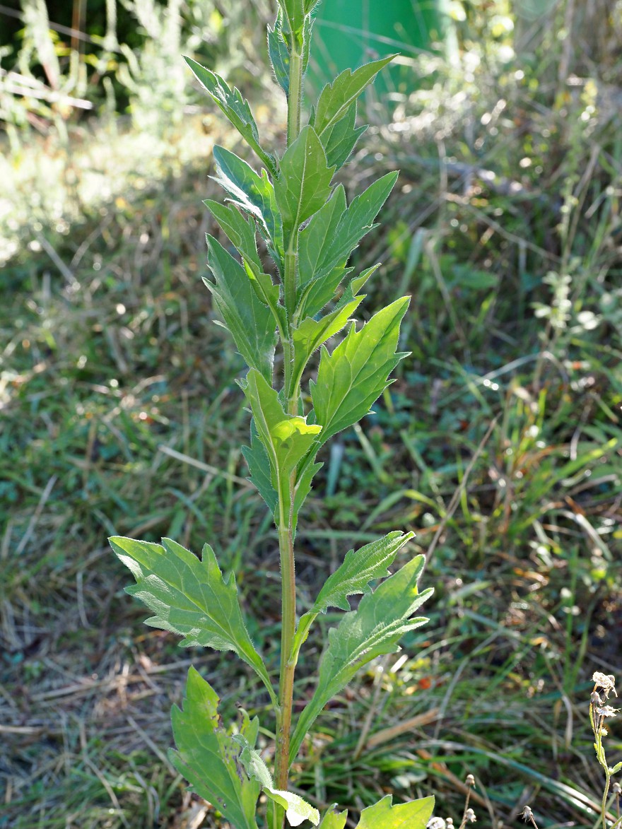 Image of Erigeron annuus specimen.