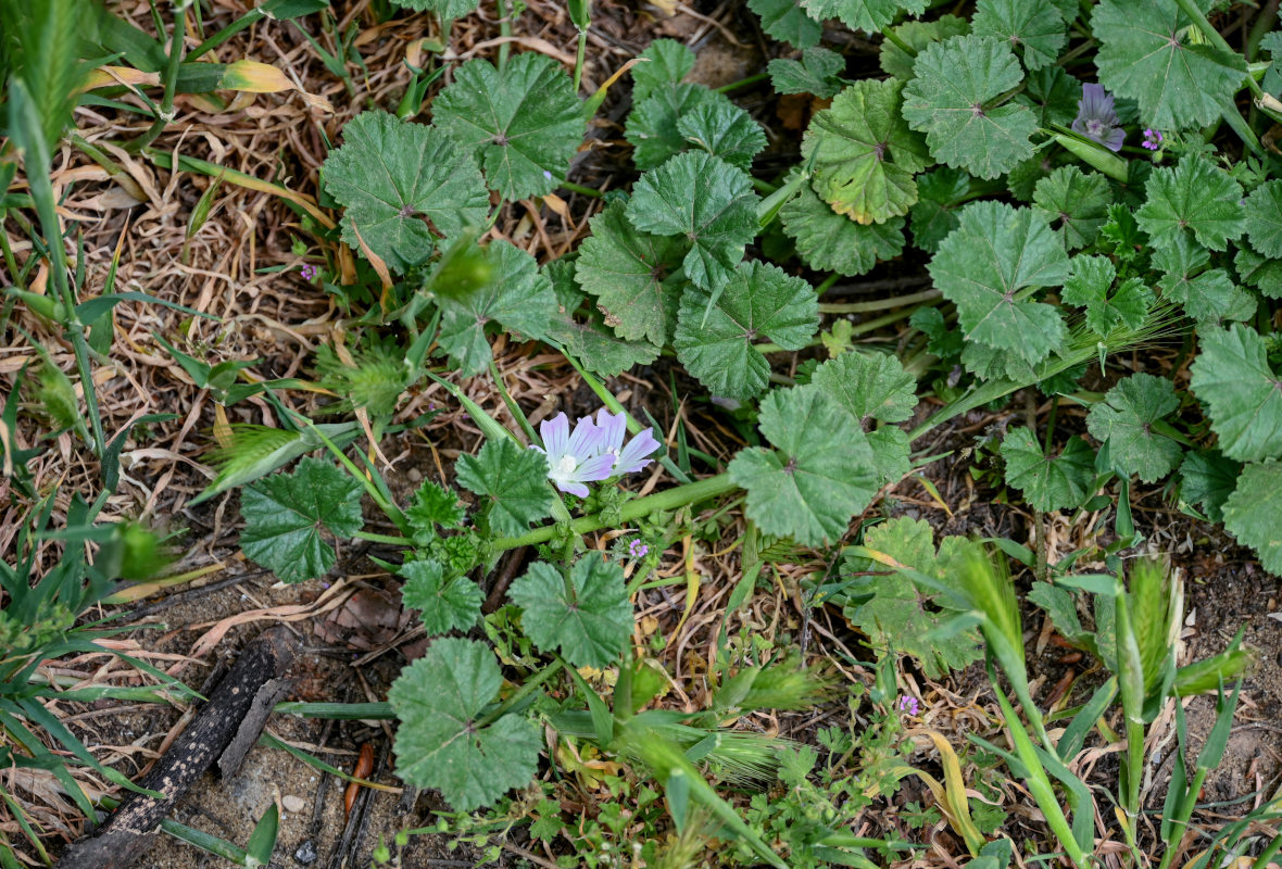 Изображение особи Malva neglecta.