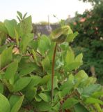 Cobaea scandens