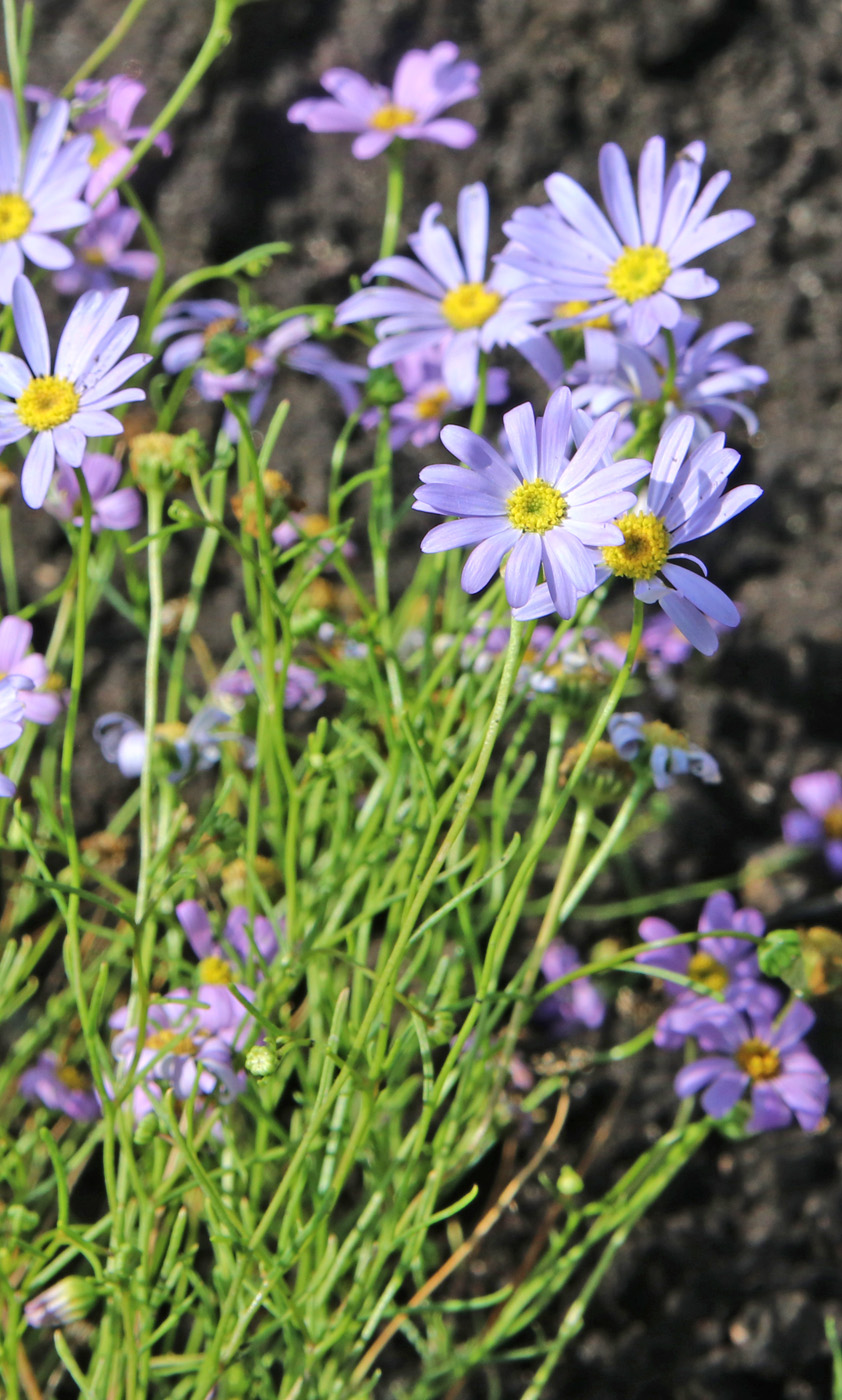 Image of Brachyscome multifida specimen.