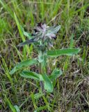 Nonea rossica