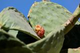 Opuntia ficus-indica. Часть побега с плодом. Марокко, обл. Драа - Тафилалет, г. Тингир, в культуре. 02.01.2023.