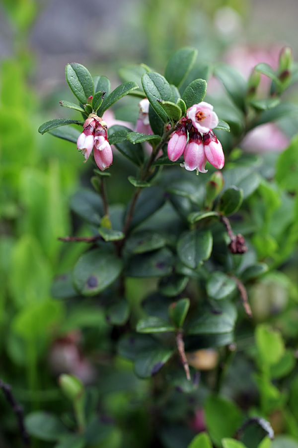 Image of Vaccinium vitis-idaea specimen.