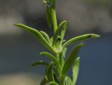 Silene foliosa. Часть побега с тлёй(?). Приморье, Хасанский р-н, окр. Славянского гор. пос., юго-восточная сторона полуострова, бровка скального обрыва. 12.07.2023.