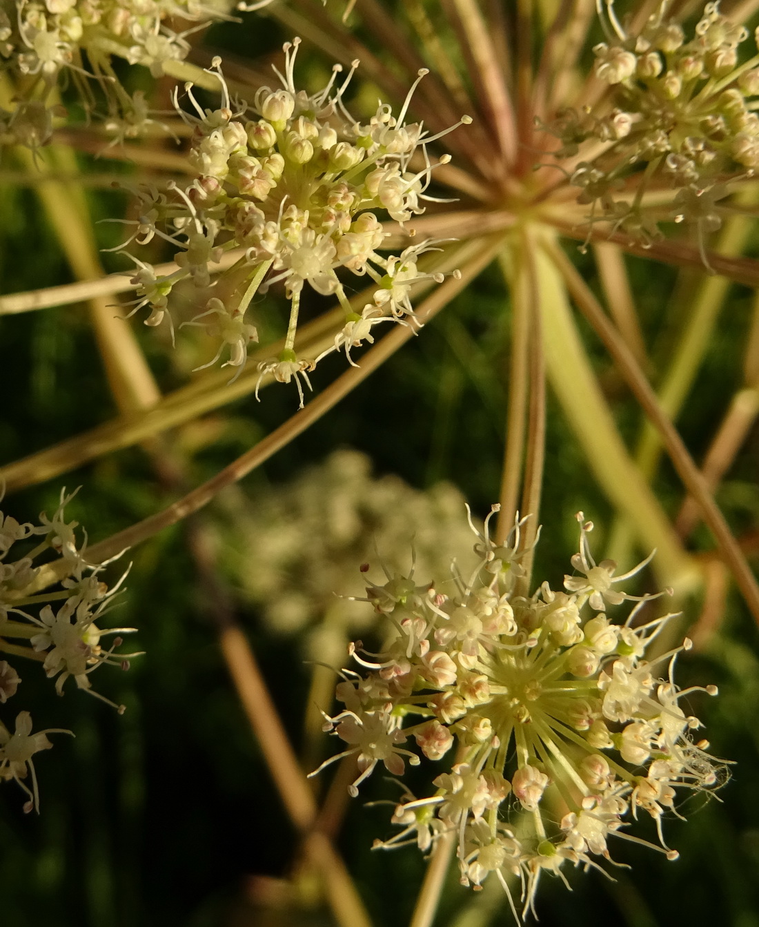 Изображение особи Angelica sylvestris.