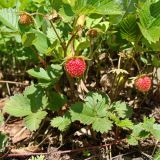 Fragaria orientalis