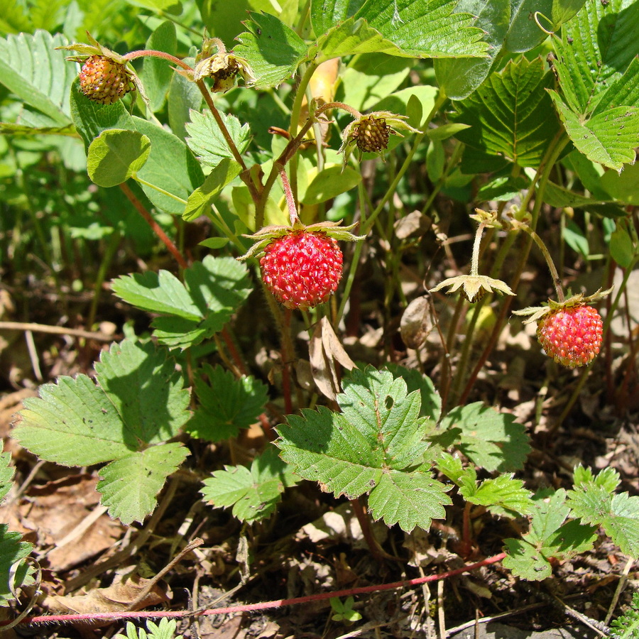 Изображение особи Fragaria orientalis.