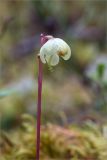 Pyrola chlorantha. Побег с цветком. Мурманская обл., Кандалакшский р-н, Княжегубское вдхр., берег оз. Нотозеро, сосновый лес, обочина грунтовой дороги. 06.07.2023.