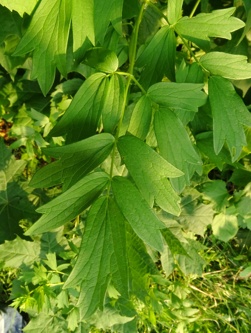 Image of Thalictrum flavum specimen.