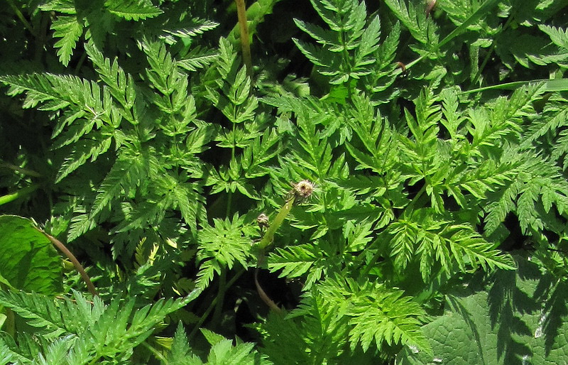 Изображение особи Anthriscus sylvestris.