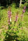 Lythrum salicaria