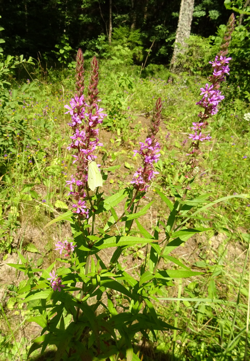 Image of Lythrum salicaria specimen.