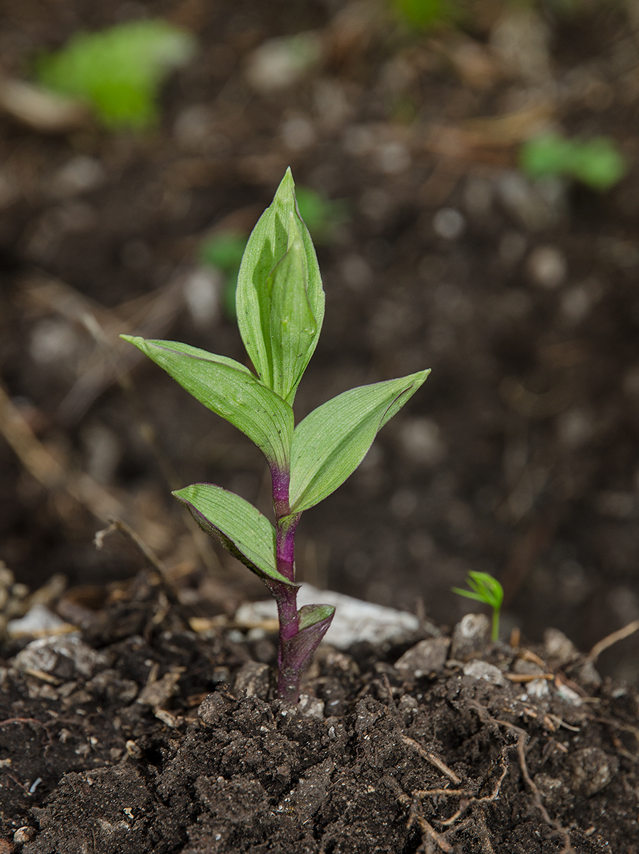 Image of Epipactis atrorubens specimen.