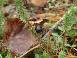 Empetrum nigrum