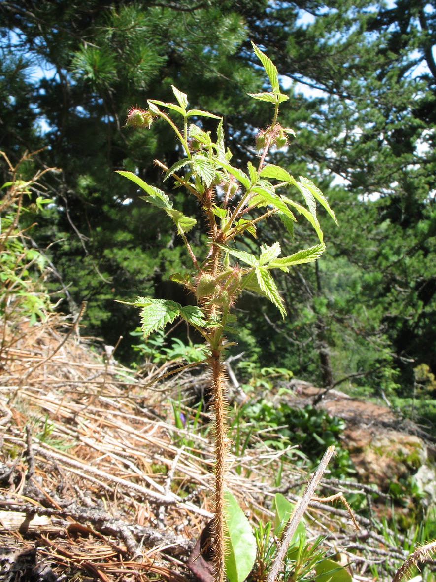 Изображение особи Rubus matsumuranus.