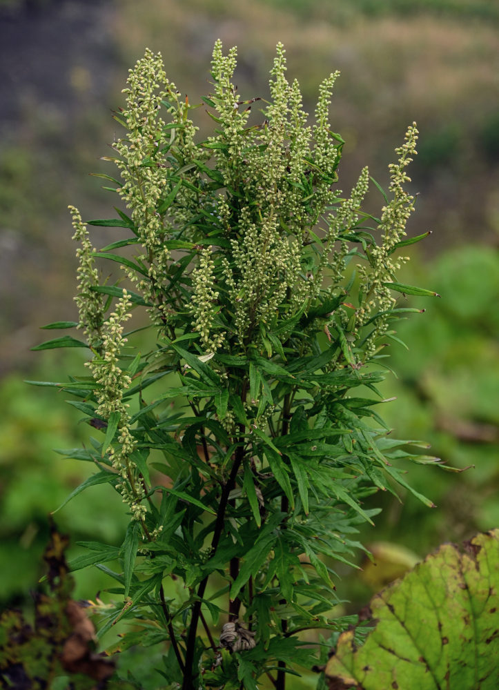 Image of Artemisia montana specimen.
