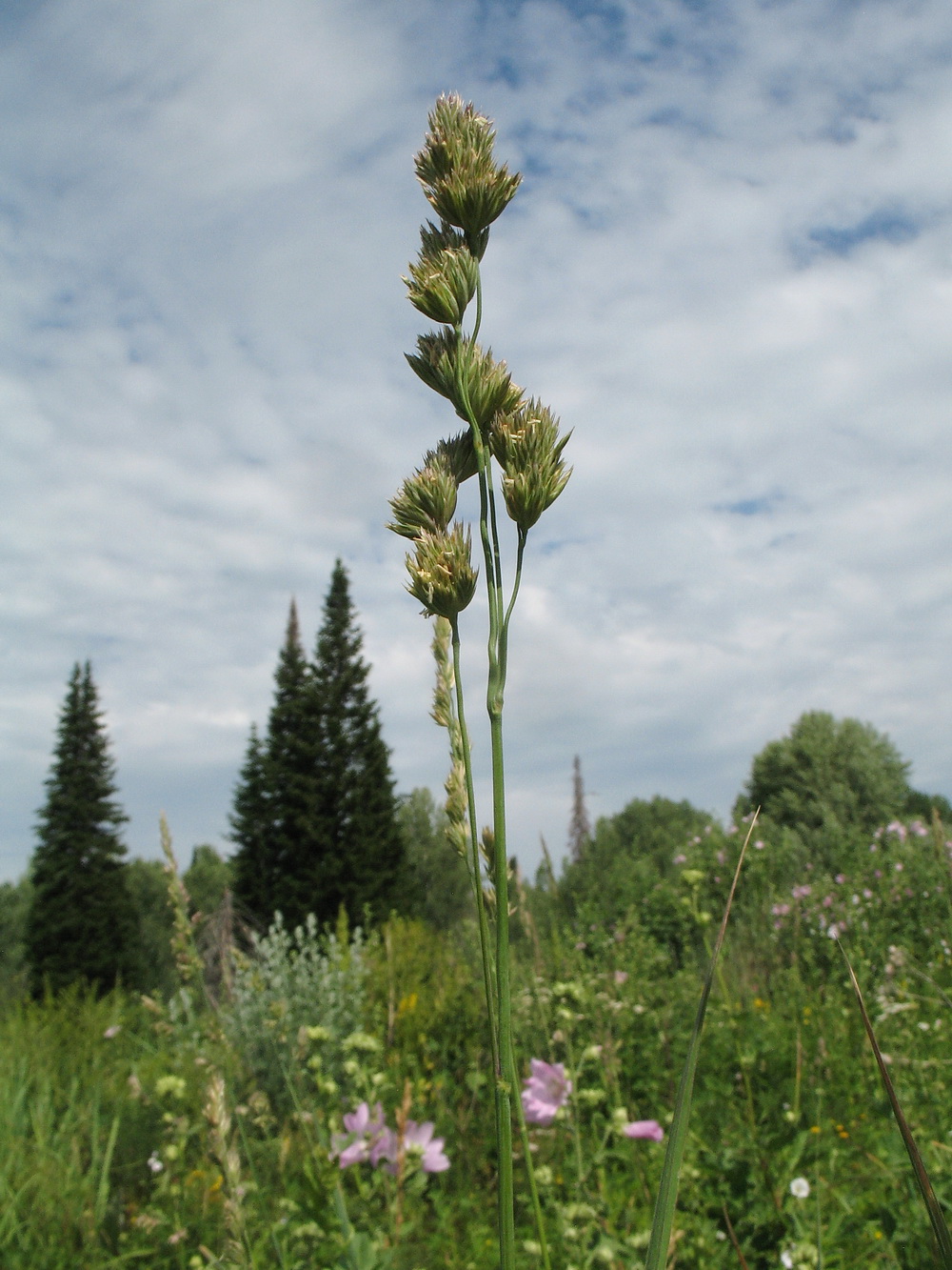 Изображение особи Dactylis glomerata.