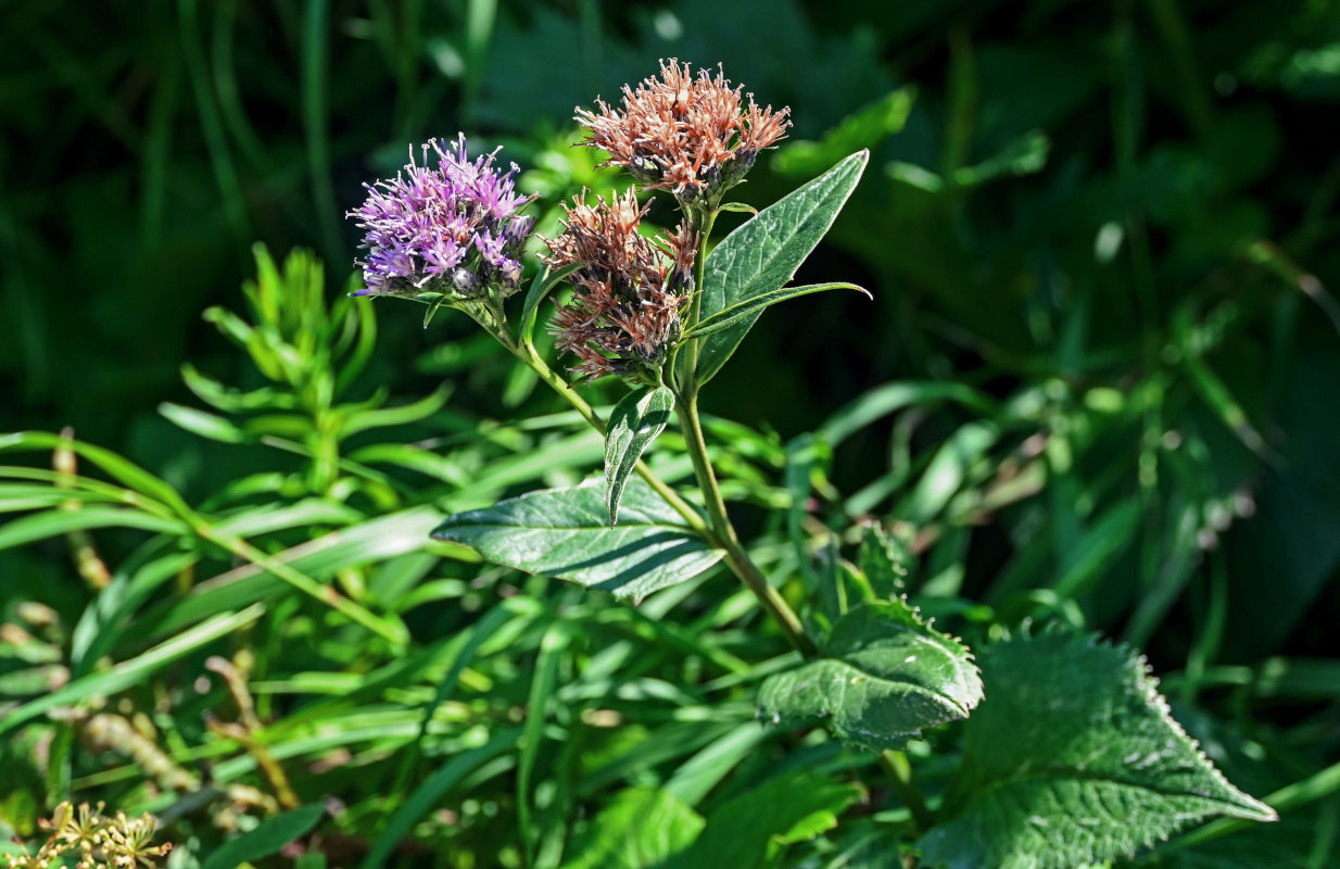 Изображение особи Saussurea riederii.