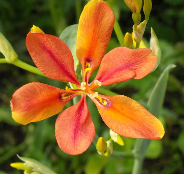 Image of &times; Pardancanda norrisii specimen.