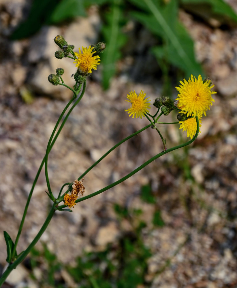 Изображение особи Sonchus arvensis.