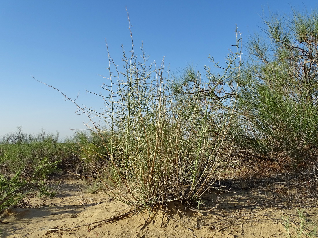 Image of Asparagus turkestanicus specimen.