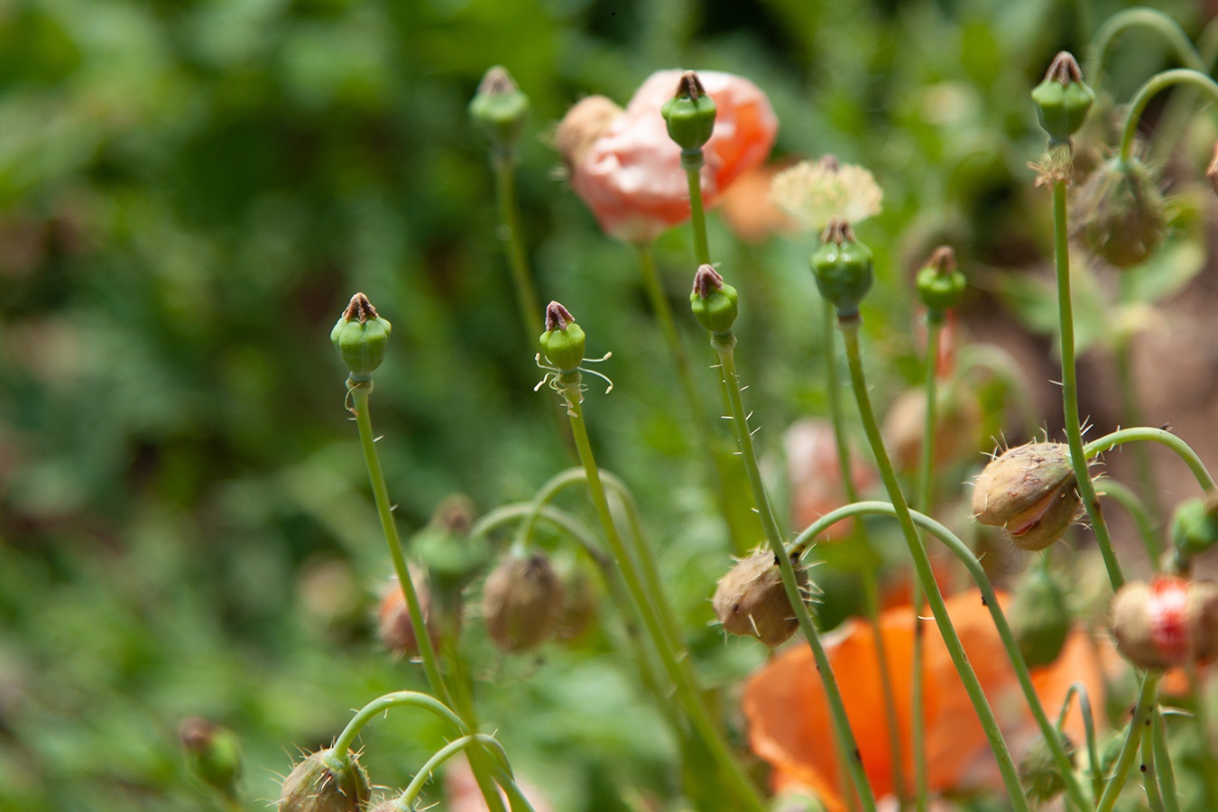 Изображение особи Papaver armeniacum.