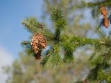 Pseudotsuga menziesii. Ветвь с шишками. Краснодар, парк \"Краснодар\", Японский сад, в культуре. 01.01.2024.