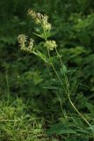 Thalictrum flavum. Верхушка цветущего растения (с галлами?). Новгородская обл., Новгородский р-н, дер. Юрьево, окр. музея «Витославлицы», берег. оз. Мячино под откосом дорожной насыпи, травяной ивняк. 24.07.2023.