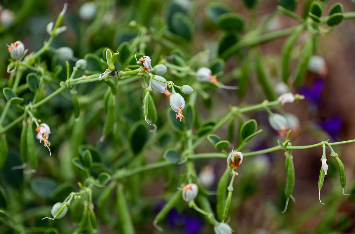 Image of Zygophyllum fabago specimen.