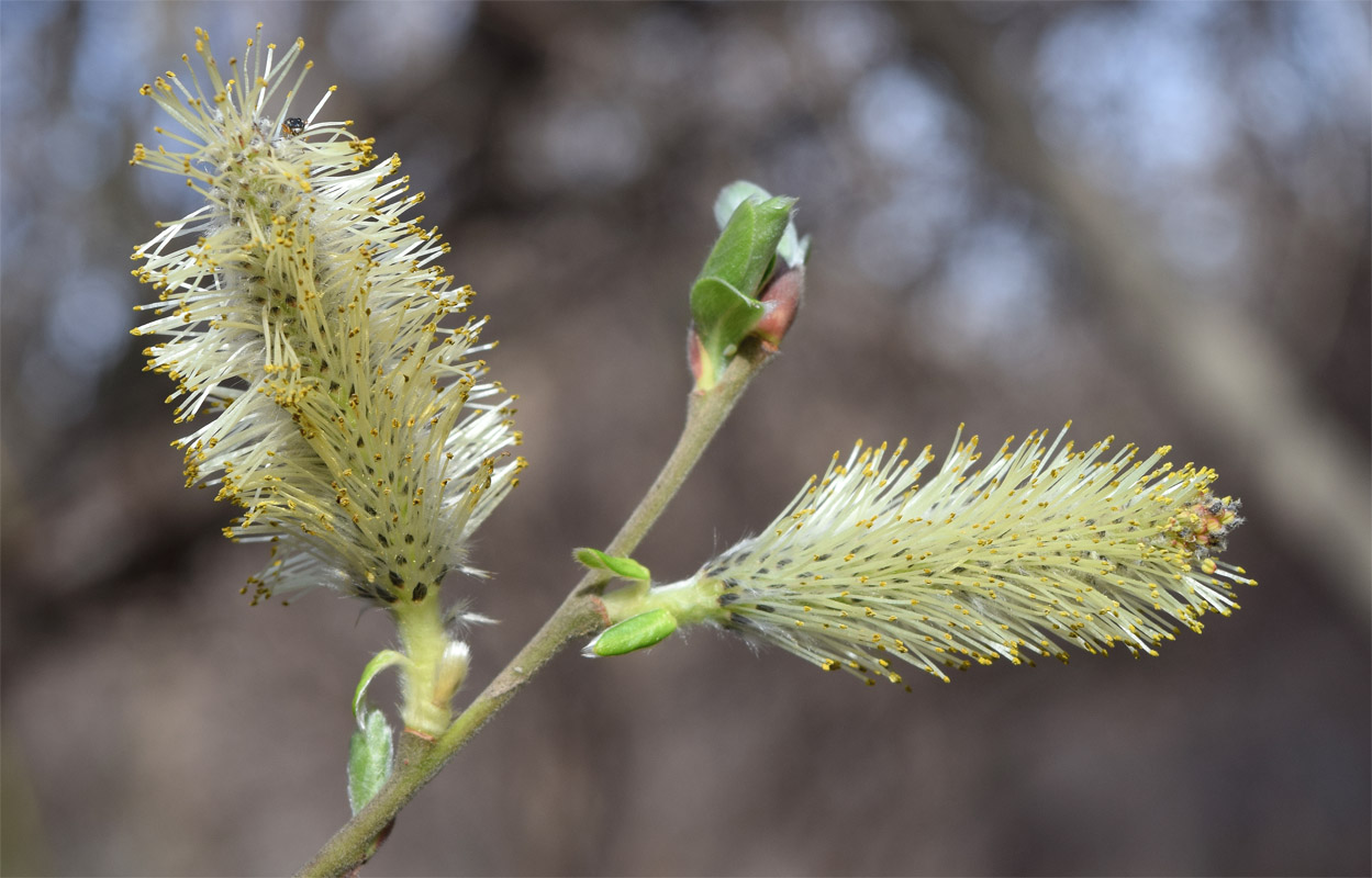 Изображение особи Salix caprea.