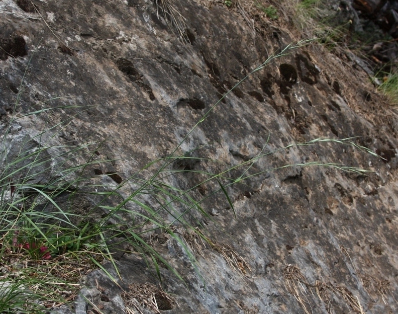Image of Elytrigia reflexiaristata specimen.