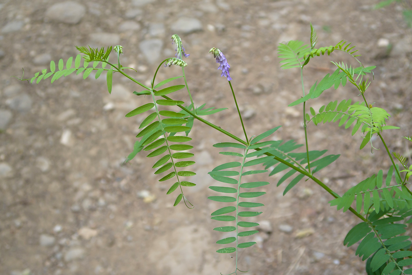 Image of Vicia cracca specimen.