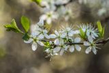 Prunus spinosa