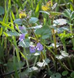 Glechoma hederacea. Верхушка цветущего растения. Ростовская обл., окр. г. Донецк, правый берег р. Северский Донец, дубово-вязовый лес. 09.04.2024.