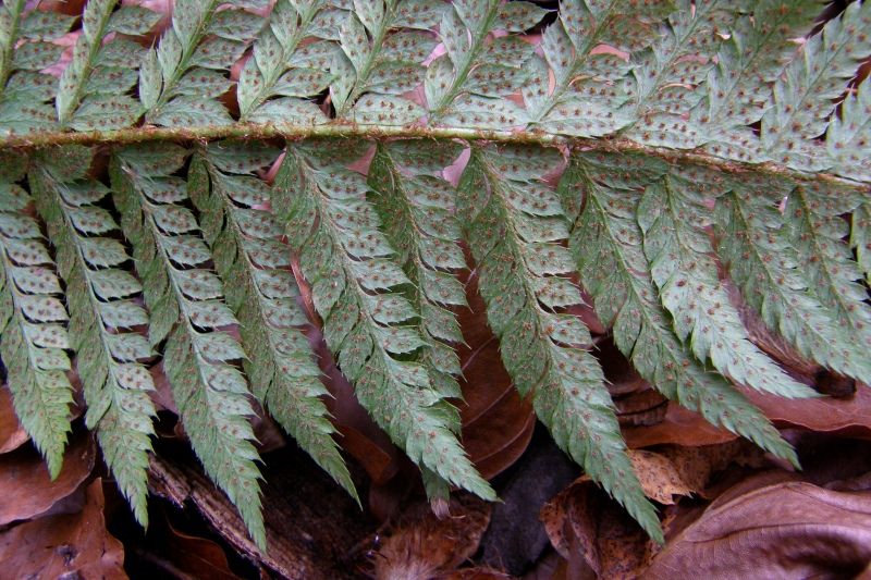 Image of Polystichum aculeatum specimen.