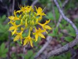 Rhododendron luteum