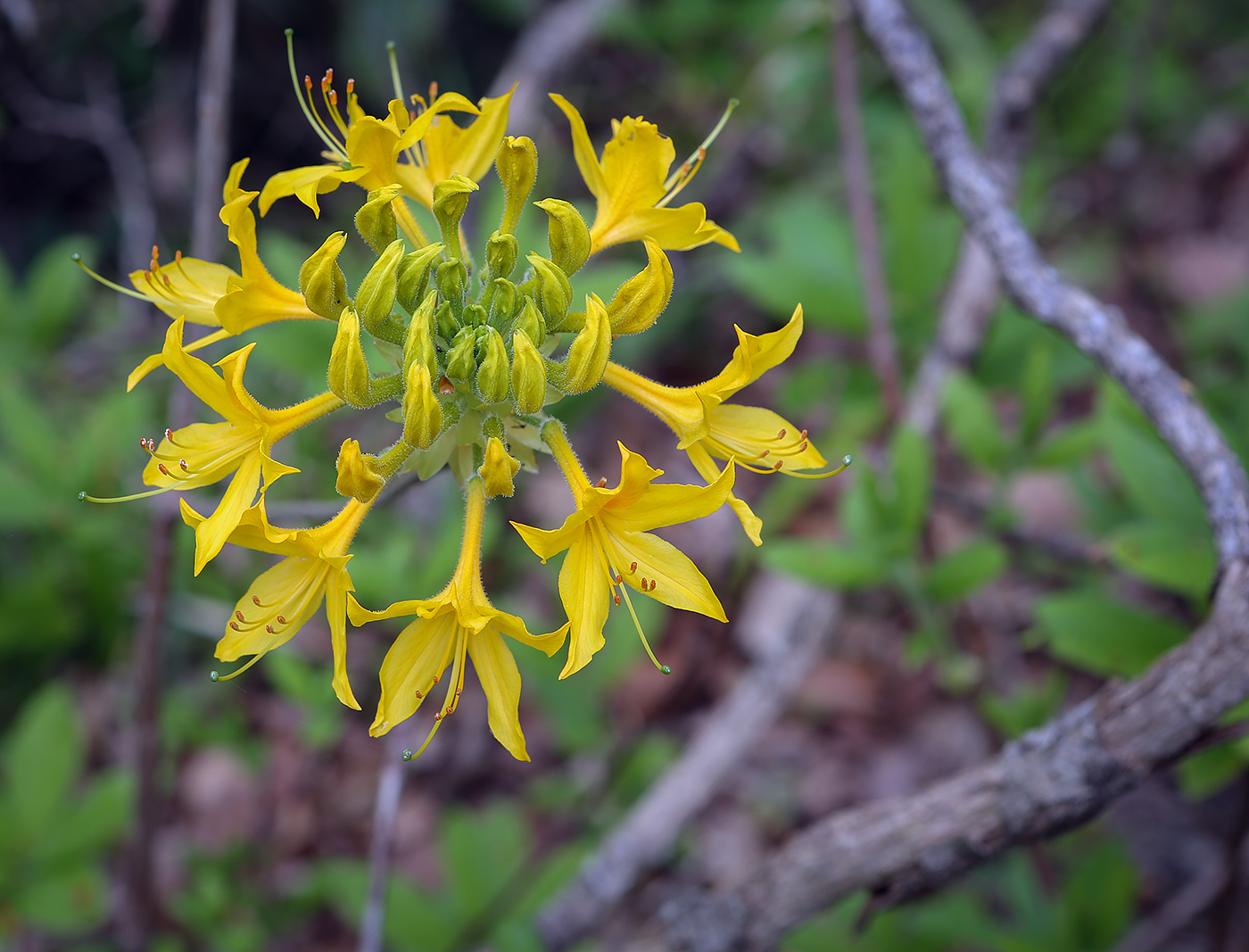 Image of Rhododendron luteum specimen.