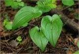 Maianthemum bifolium. Листья. Московская обл., Раменский р-н, окр. ж.-д. платформы Хрипань, смешанный лес у ЛЭП. 07.05.2024.