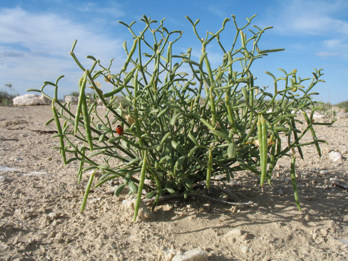 Image of Zygophyllum turcomanicum specimen.