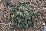 Astragalus borodinii
