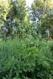 Chaerophyllum aromaticum
